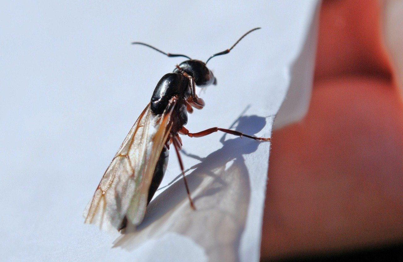 Flying Ant Day