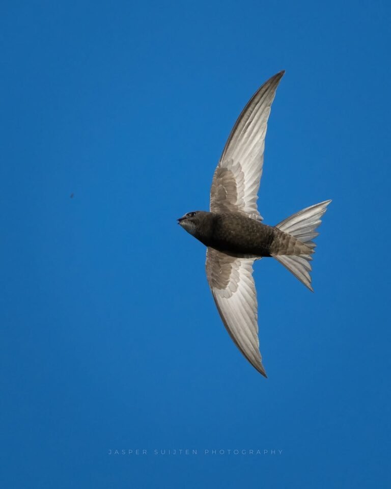 swift bird