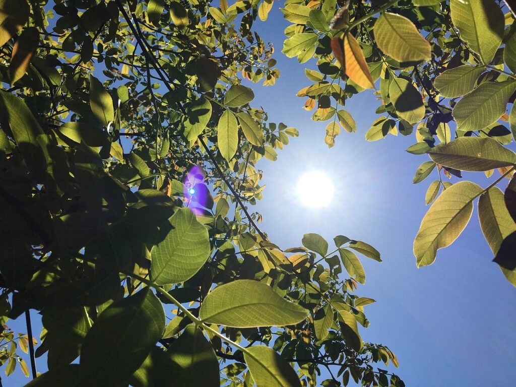 uk august heatwave weather forecast
