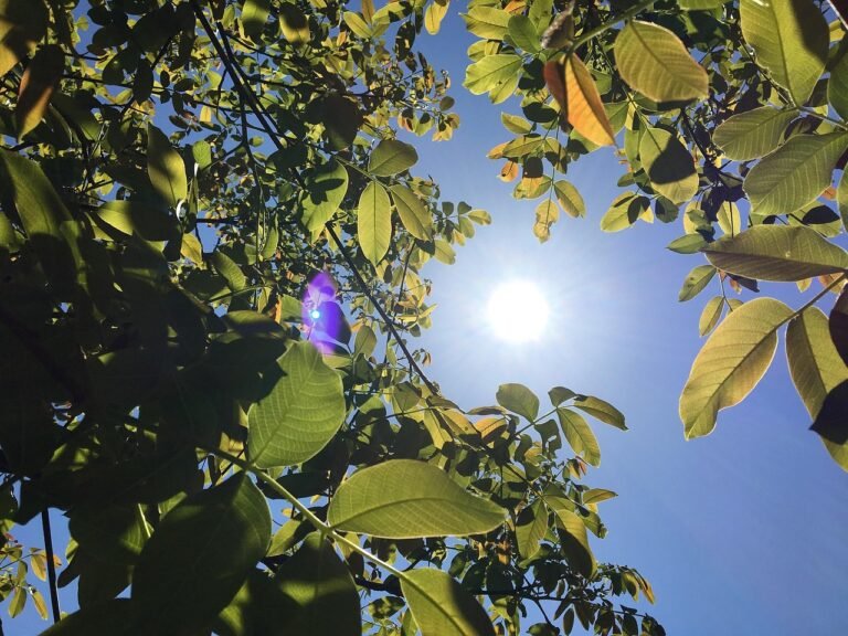 uk august heatwave weather forecast