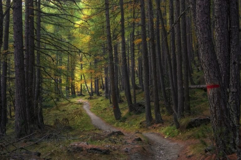 Watkin Path