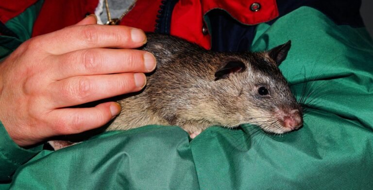 Giant Rat Found