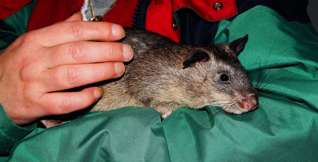 Giant Rat Found